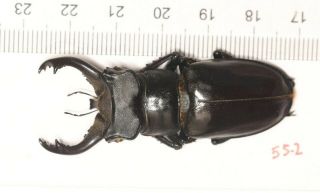 Lucanidae Lucanus Langi 55.  2mm Tibet