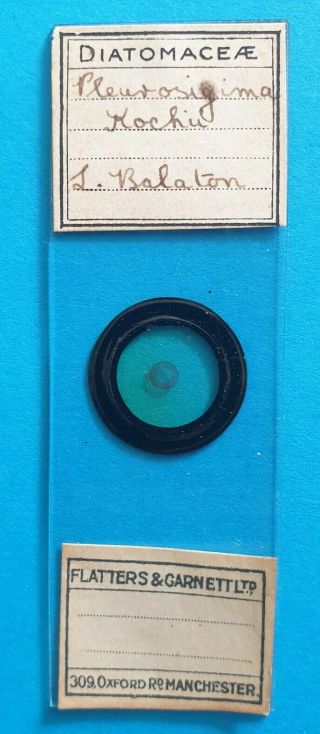 A Very Fine Antique Diatom Microscope Slide Diatom Pleurosigma Rochii.  By F& G.