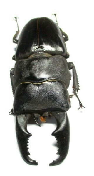 V001 Nl : Nv : Lucanidae: Dorcus Titanus Imperialis Male 89mm A -