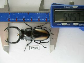 77928 Lucanidae: Rhaetulus crenatus.  Vietnam North.  54mm 2