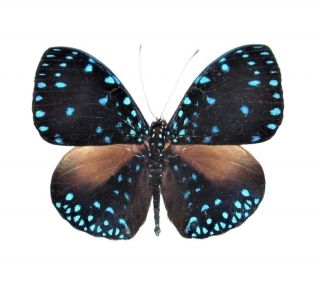 Hamadryas Laodamia Blue Black Starry Night Butterfly Peru Wings Closed
