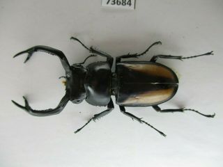 73684 Lucanidae: Rhaetulus crenatus.  Vietnam North.  55mm 2