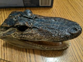 Lg 6 " Alligator Head Skull Taxidermy Real Teeth Jaw Reptile Swamp Gator