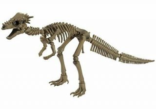 Pose Skeleton Dinosaur Action Figure 107 Pachycephalosaurus Re - Ment Japan