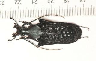 Carabidae Carabus Apotomopterus Sp.  Guangdong (2)