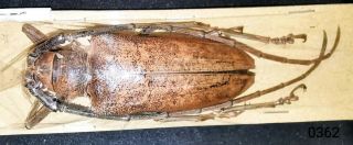 Cerambycidae Batocera Thomae A1 Female 55mm From Ceram - Fine And Large
