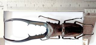 Cyclommatus Metallifer Finae 88mm From Peleng Indonesia