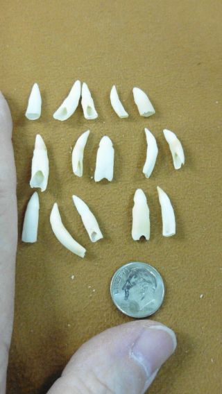 (g370 - 304) 15 Gator Tiny 5/8 To 7/8 " Alligator Tooth Teeth Make Jewelry Bracelet