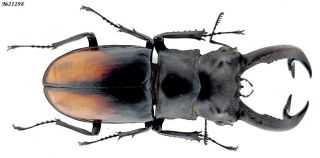 Coleoptera Lucanidae Hexarthrius Parryi Paradoxus Indonesia Sumatra Male 82mm