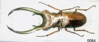 0084 - Lucanidae Cyclommatus Elaphus 70mm A1 From Sumatra