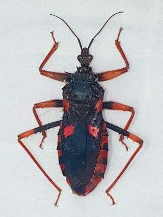 Platymeris Psytalla Horrida Huge 42mm,  Reduviidae Cameroon