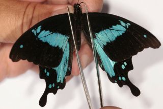 Papilio Charopus Juventus X 2 Males From Uganda