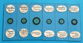 Very Fine Set Of 6 Antique Microscope Slides " Biddulphia Types " By J.  A.  Long.