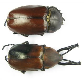 Euchirus Longimanus Longimanus Pair A - With Male 54mm Female 67mm (euchiridae)