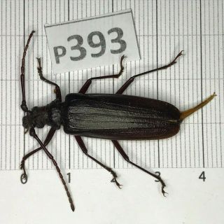 P393 Cerambycidae Lucanus Insect Beetle Coleoptera Vietnam