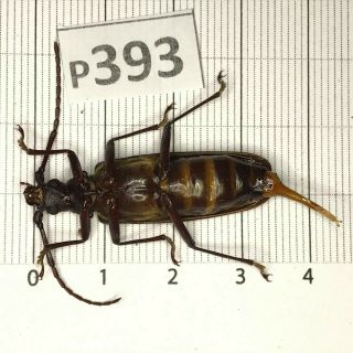 P393 Cerambycidae Lucanus insect beetle Coleoptera Vietnam 2