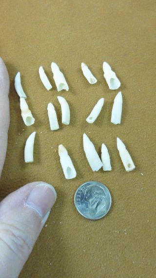 (g370 - 302) 15 Gator Tiny 5/8 To 7/8 " Alligator Tooth Teeth Make Jewelry Bracelet