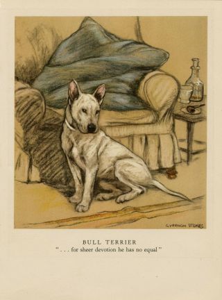 English Bull Terrier Old 1940 