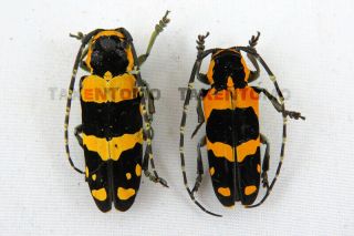 Tragocephala Jucunda Pair Longhorn Beetle Taxidermy Real Unmounted Insects