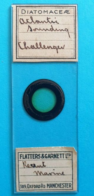 A Very Fine Antique Diatom Microscope Slide " Atlantic Sounding Challenger ".