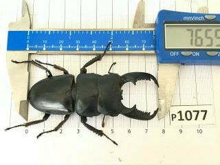 P1077 Cerambycidae Lucanus Insect Beetle Coleoptera Vietnam