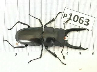 P1063 Cerambycidae Lucanus Insect Beetle Coleoptera Vietnam