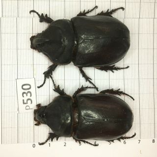 P530 Cerambycidae Lucanus Insect Beetle Coleoptera Vietnam