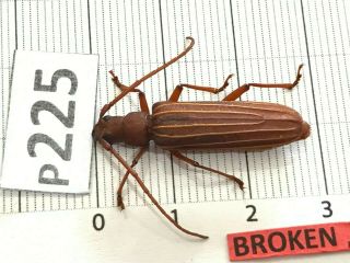 P225 Cerambycidae Lucanus Insect Beetle Coleoptera Vietnam