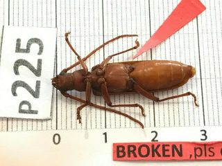 P225 Cerambycidae Lucanus insect beetle Coleoptera Vietnam 2
