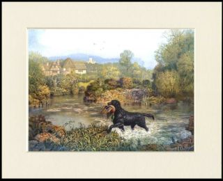 Flat Coated Retriever Retrieves Bird From Water Dog Print Mounted Ready To Frame