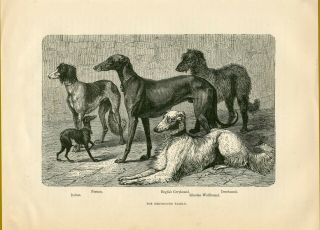 Old 1880 Dog Art Print Engraving Deerhound Saluki Borzoi Greyhound Family S25