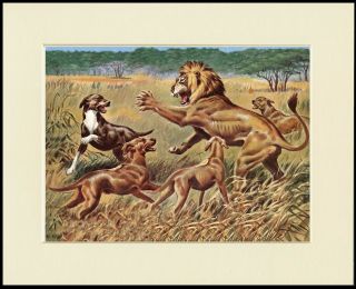 Rhodesian Ridgeback Dogs And Lion Great Dog Print Mounted Ready To Frame