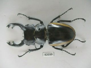 82039 Lucanidae: Odontolabis Cuvera.  Vietnam North.  81mm