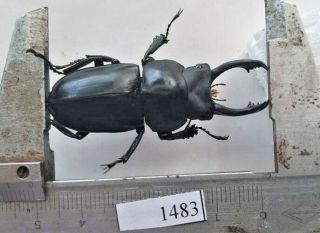 1383 Vietnam Beetles Neolucanus Ps.  (a1,  Wet Specimen Size: 50mm)