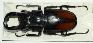 Hexarthrius Parryi Paradoxus Male 82mm (lucanidae)