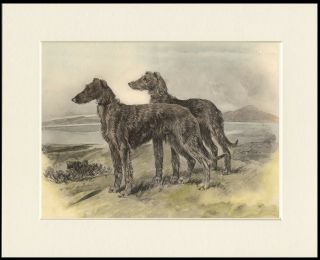 Deerhound Dogs In Highland Scene Lovely Dog Print Mounted Ready To Frame