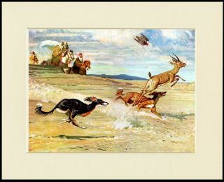 Saluki Dogs Hunting Scene Lovely Dog Print Mounted Ready To Frame