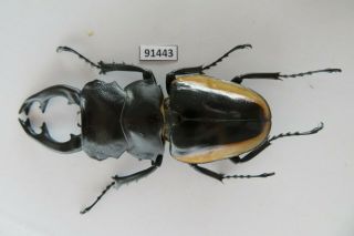 91443 Lucanidae,  Odontolabis Cuvera.  Vietnam North.  82mm
