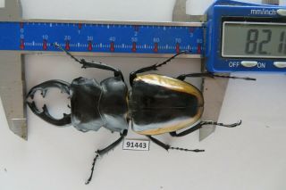 91443 Lucanidae,  Odontolabis cuvera.  Vietnam North.  82mm 3