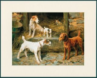 Wire Fox Terrier And Irish Terrier Great Dog Print Mounted Ready To Frame