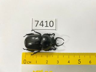 7410 Unmounted Insect Beetle Coleoptera Vietnam (fruhstorferia Anthracina)