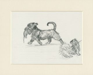 Envious Pekingese Scottish Terrier With Rat Old 1938 Kf Barker Dog Print Mounted