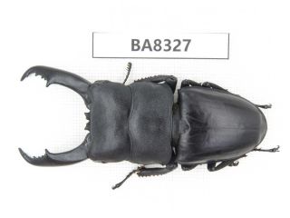 Beetle.  Dorcus Titanus Ssp.  Guizhou,  Mt.  Leigongshan.  1m.  Ba8327.