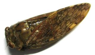 R011 Sa : Cicada Species? 33.  5mm