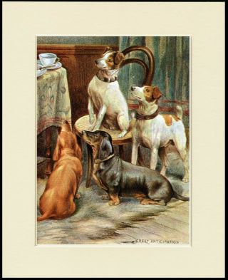 Dachshund And Fox Terrier Dogs Wait For Tea Dog Print Mounted Ready To Frame