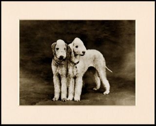 Bedlington Terrier Two Dogs Lovely Dog Photo Print Mounted Ready To Frame