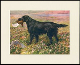 Flat Coated Retriever And Grouse Lovely Dog Print Mounted Ready To Frame
