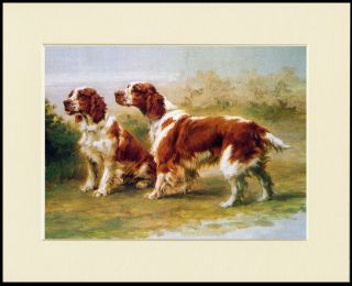 Welsh Springer Spaniel Dogs Great Dog Print Mounted Ready To Frame