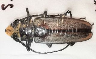 Cerambycidae Callipogon Senex (?) 49 - 50mm A1 Or A1 - From Mexico