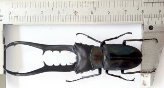 Black Color Cyclommatus Metallifer Finae 83mm From Peleng Indonesia